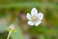 Closeup of marsh grass of Parnassus white flower growing in mars