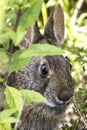 Marsh Rabbit Camouflaged