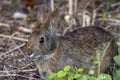 Closeup Of A Marsh Rabbit