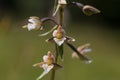 Closeup of a marsh wildflower epipactis palustris Royalty Free Stock Photo