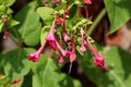 Closeup of Marvel of Peru or Mirabilis jalapa herb plant with open and closed tubular pink flowers and egg shaped oblong leaves