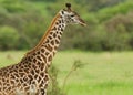 Closeup of Masai Giraffe Royalty Free Stock Photo