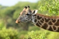 Closeup of Masai Giraffe head & neck Royalty Free Stock Photo