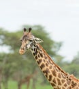 Closeup of Masai Giraffe with oxpecker on its back Royalty Free Stock Photo