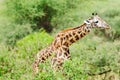 Giraffa camelopardalis tippelskirchi Royalty Free Stock Photo