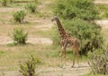 Masai Giraffe in Tarangire Royalty Free Stock Photo