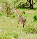 Closeup of a Masai Giraffe Royalty Free Stock Photo