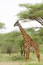 Closeup of a Masai Giraffe on the Serengeti plains Royalty Free Stock Photo