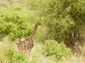 Closeup of Masai Giraffe with young Royalty Free Stock Photo