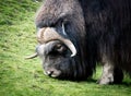 Closeup of massive musk ox grazing at Point Defiance Zoo