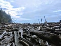 A closeup of a massive pile of large driftwood along a remote beach during the evening on the West Coast Trail, Vancouver Island