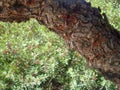 Closeup of a mastic tree