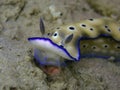 Closeup with mating nudibranch Hypselodoris tryoni in Sabah, Borneo.