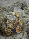 Closeup with mating nudibranch Hypselodoris tryoni in Sabah, Borneo.