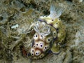 Closeup with mating nudibranch Hypselodoris tryoni in Sabah, Borneo.