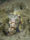 Closeup with mating nudibranch Hypselodoris tryoni in Sabah, Borneo.