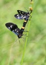 Closeup Mating pair Nine-Spotted Moth