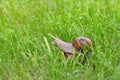 Mating snails on a green grass with dew drops