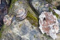 Closeup of mating snails on moist moss covered rock and eaten br