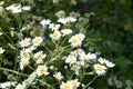 Closeup of Matricaria, also known as Mayweed.