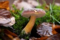 Closeup of a matte bolete mushroom (Xerocomellus pruinatus)