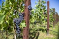 Mature grapres of a tuscan vineyard of Chianti