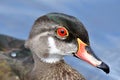A closeup of mature male Woodduck on the lake.  summer plumage Royalty Free Stock Photo