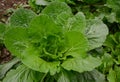 Closeup of mature mustard greens Royalty Free Stock Photo