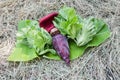 Closeup of mature mustard greens Royalty Free Stock Photo