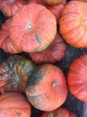 Orange pumpkins with discoloration