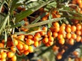 Closeup of sea buckthorn berries