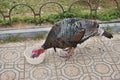 Single mature turkey eating out of a bowl on a city sidewalk