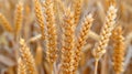 Closeup of a mature wheat field, ready for harvesting Royalty Free Stock Photo