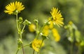 Closeup of Maximilian Sunflowers in a Garden Royalty Free Stock Photo