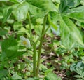 Closeup of a Mayapple Flower Also Known as Mandrake