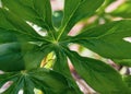 Closeup of Mayapple - Phodophyllum peltatum - leaves