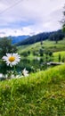 Closeup of mayweed in meadow