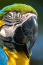 Closeup of McCaw Bird Royalty Free Stock Photo