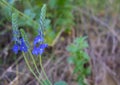 Closeup meadow blue flowers. Wildflower in forest. Nature.