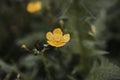 Closeup of a meadow buttercup flower in a wild field with leaves and bushes surrounding it