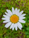 Summer flower on meadow. Beautiful daisy flower.