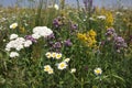 Closeup of meadow plants and flowers