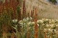 Closeup of meadow thistle and eryngium carlinae in the yellow field on the blurred background