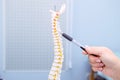 Closeup medical doctor woman pointing on Cervical spine model. Healthcare concept. Selective focus