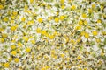 Closeup of medicinal plants- fresh and dried blossoms of chamomile for healthy tea Royalty Free Stock Photo