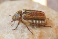 Closeup on a Mediterranean Anoxia orientalis, scarab beetle sitting on a stone Royalty Free Stock Photo