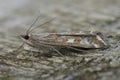 Closeup on a Mediterranean Beet Webworm moth, Loxostege sticticalis