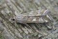 Closeup on a Mediterranean Beet Webworm moth, Loxostege sticticalis