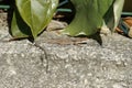 Closeup on a Mediterranean common, wall lizard , Podarcis muralis