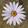 Mediterranean Garden With African Daisy Flower Dimorphotheca Pluvialis